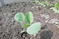 Cabbage Seedlings