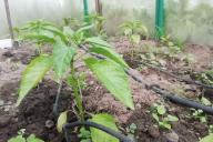 Pepper Seedlings