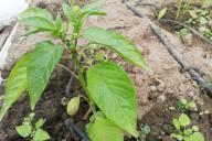 Pepper seedlings