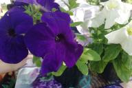 petunias, flores