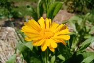 calendula