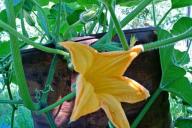 Fleur de courgette