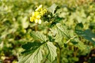 Green manure