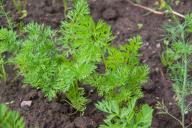 Carrot sprouts