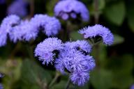 Ageratum