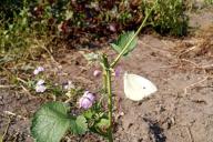 Mariposa sobre una flor