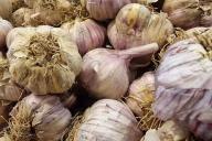 Knoblauch