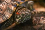 Red-eared slider turtle