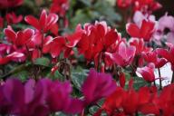 Cyclamen