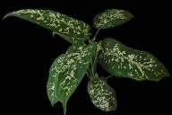 Dieffenbachia