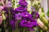 eustoma