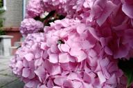 Hortensia