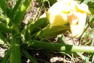 Courgettes