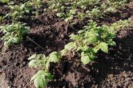 Potato beds