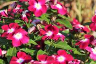 Catharanthus