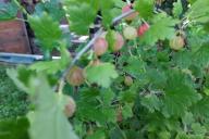 Gooseberry