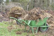 Manure in wheelbarrows