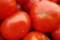 tomates