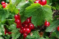 Red currant