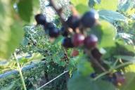 currant