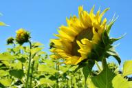 Tournesol