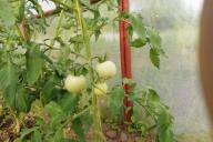 Tomates, tomates