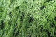 dill