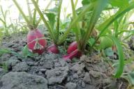 Radish