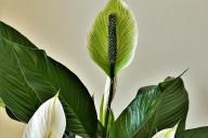 Spathiphyllum