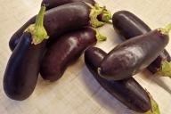 Aubergine