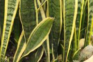 Sansevieria 