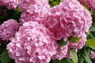 Hortensia 