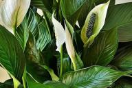 Spathiphyllum