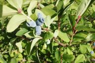 Honeysuckle Berries