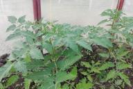 Tomatoes Seedlings