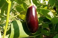 Aubergine