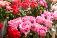 rosas