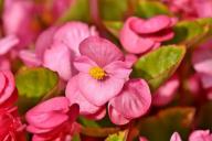 Begonia