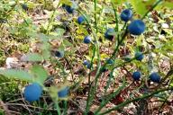 Berries, blueberries