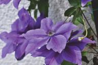 clematis