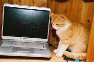 Katze und Laptop