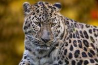 leopardo