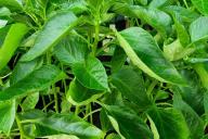 Pepper seedlings