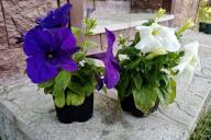 petunias