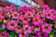 Petunias, flowers