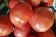 Tomates