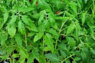 Tomato seedlings