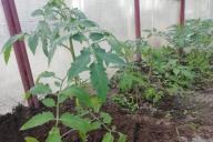 Tomatoes, seedlings