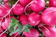 radish