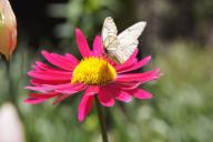 Butterfly on a daisy